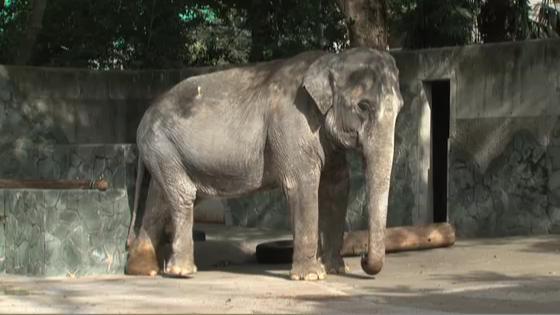 親といっしょのパラワンコクジャク 東京ズーネットbb Tokyo Zoo Net