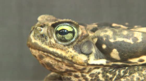 カエルがえさを食べるとき 東京ズーネットbb Tokyo Zoo Net