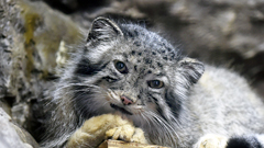 上野にいるネコ マヌルネコ 東京ズーネットbb Tokyo Zoo Net