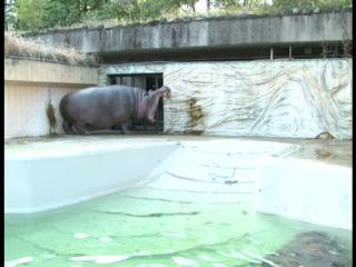 上野にいるネコ マヌルネコ 東京ズーネットbb Tokyo Zoo Net